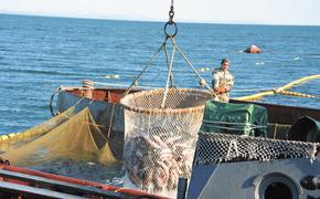 Российский экспорт рыбы приближается к 5 млрд долларов