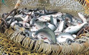 Уловы российских рыбаков превысили 5 млн тонн