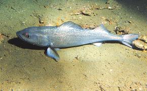 В Беринговом море растут уловы угольной рыбы и минтая