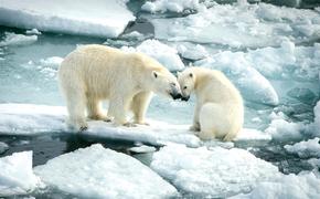 Арктические животные под присмотром «Роснефти»