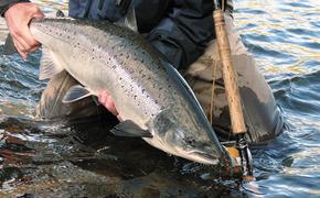 На Камчатке рыбакам-любителям разрешено ловить лосось на удочку