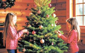 Рецепт долгой жизни для новогодней красавицы